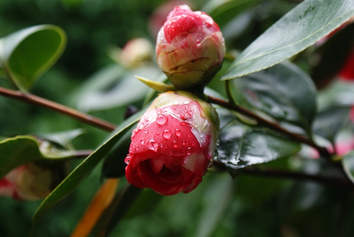 rain camelia photography francinesplaceblog blossom