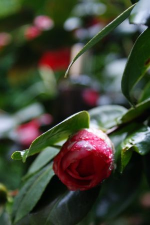 diy camelia face hair water