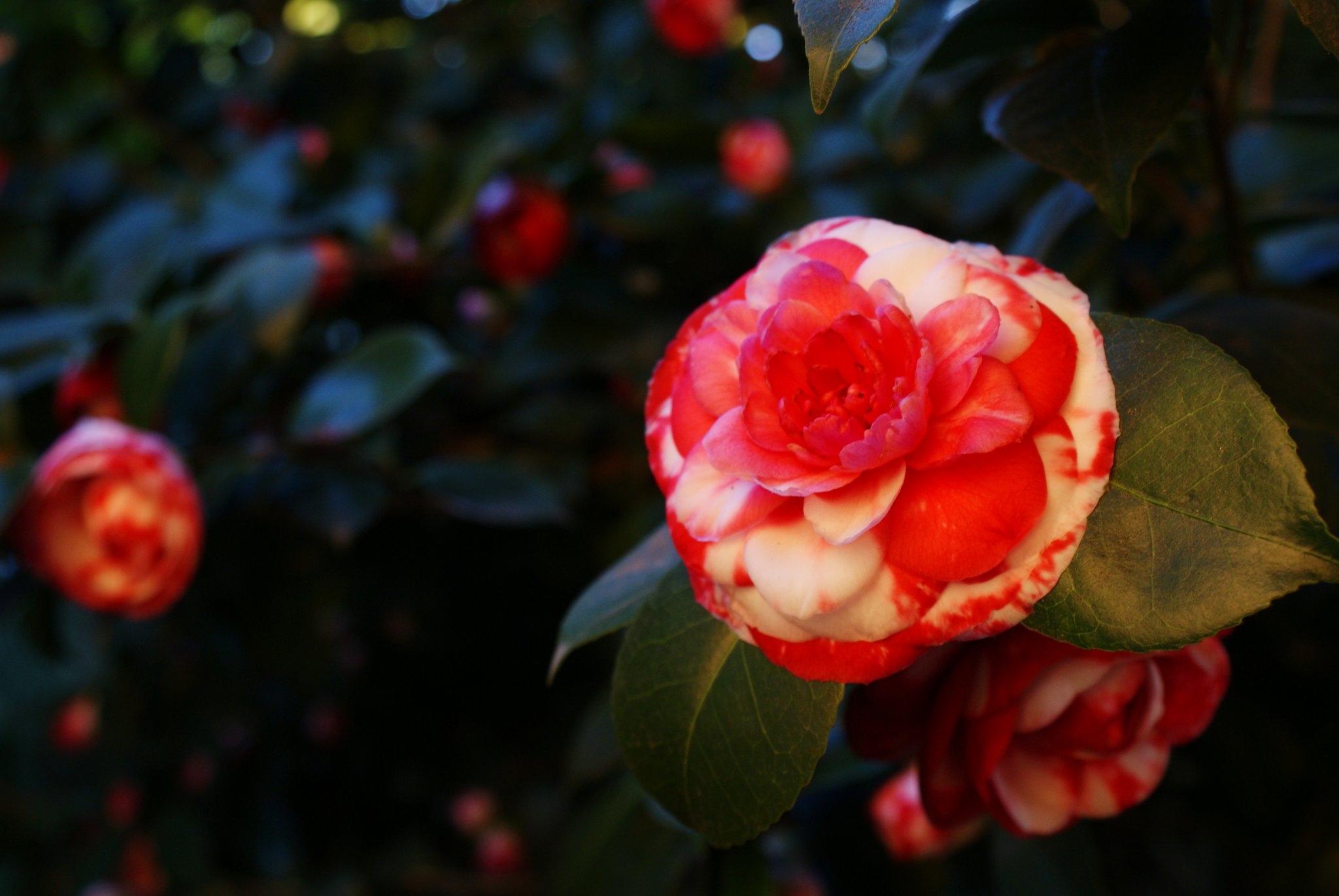 best camelia japonica photo garden