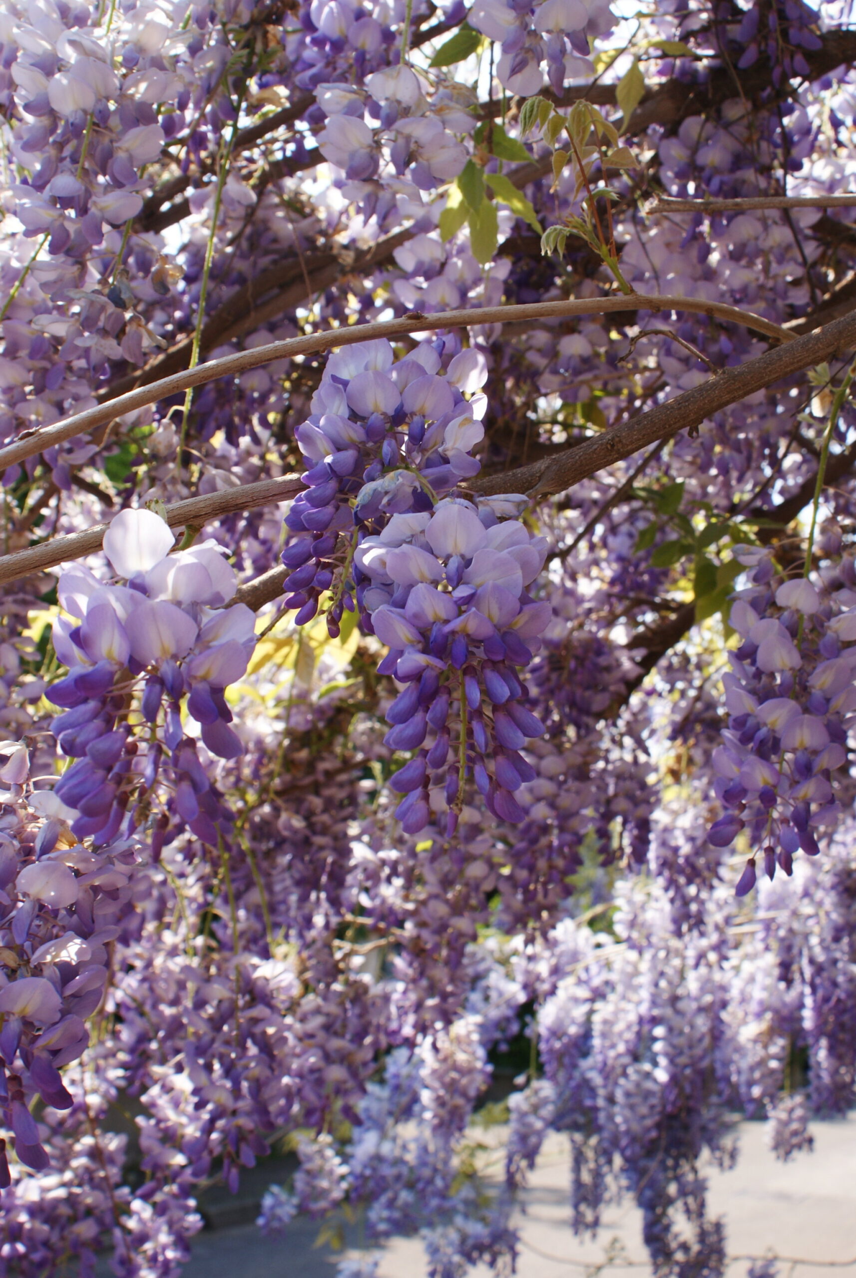 wisteria glicine best photo spring