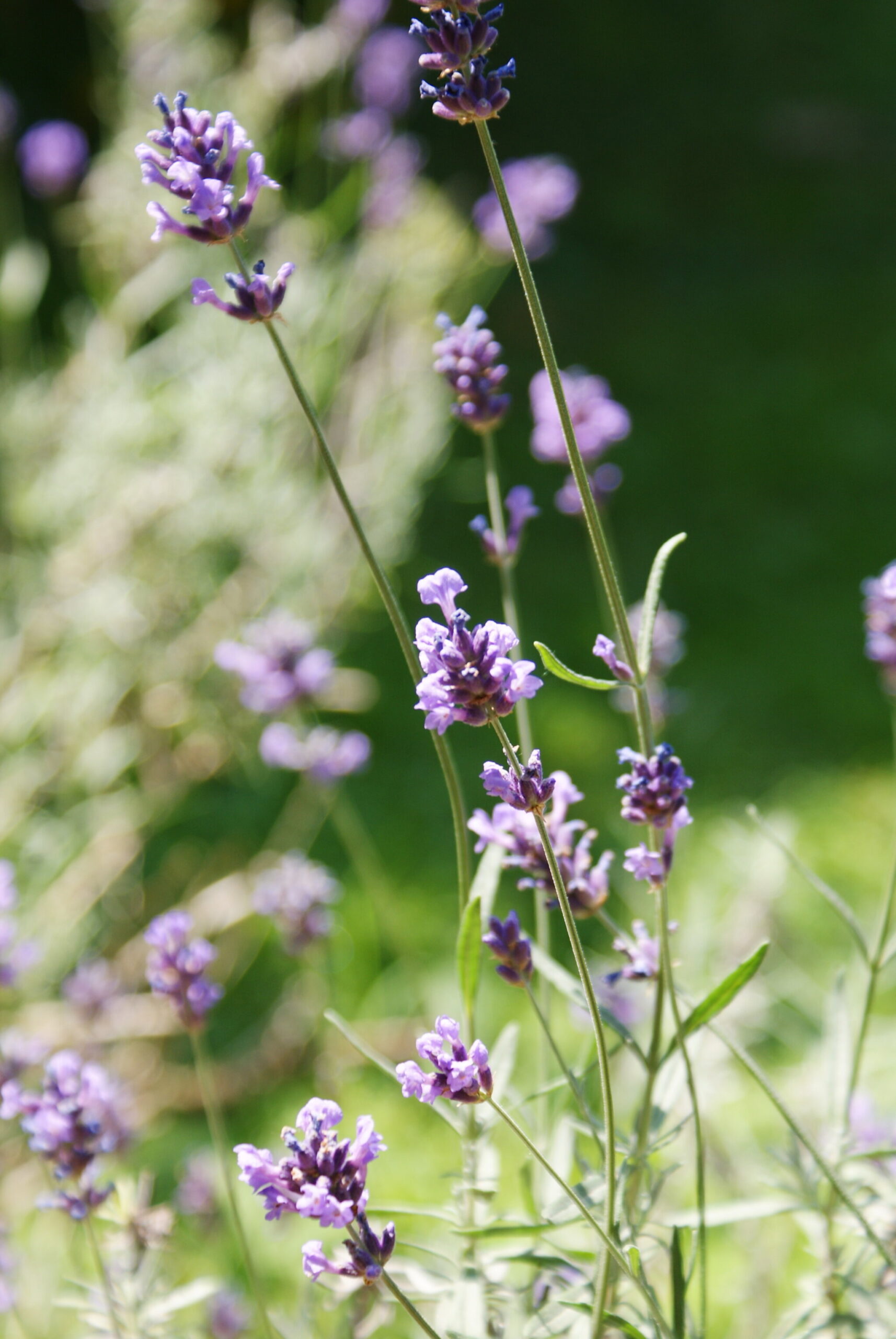 best lavender lavanda photo italia
