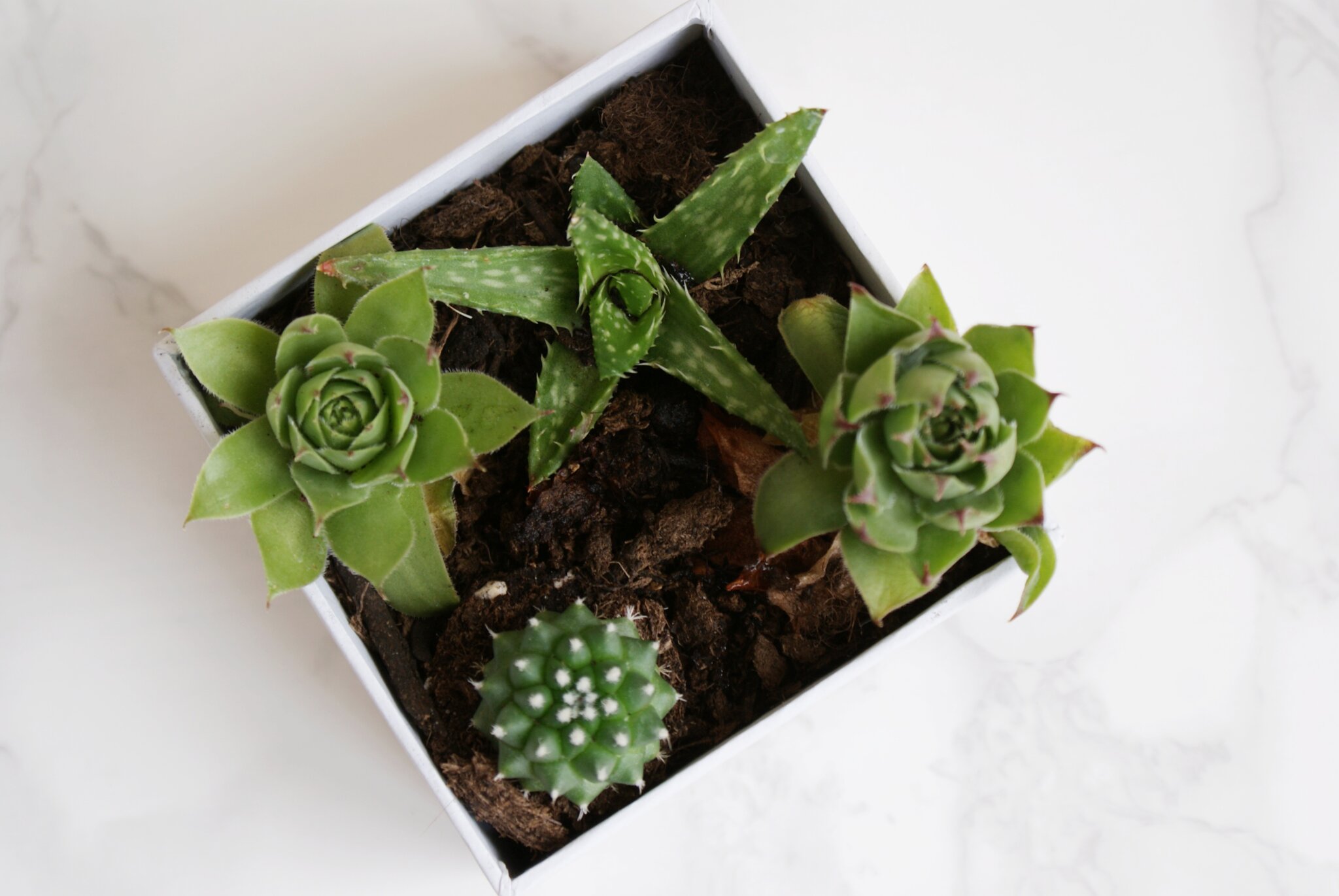 diy succulents box decor ideas 