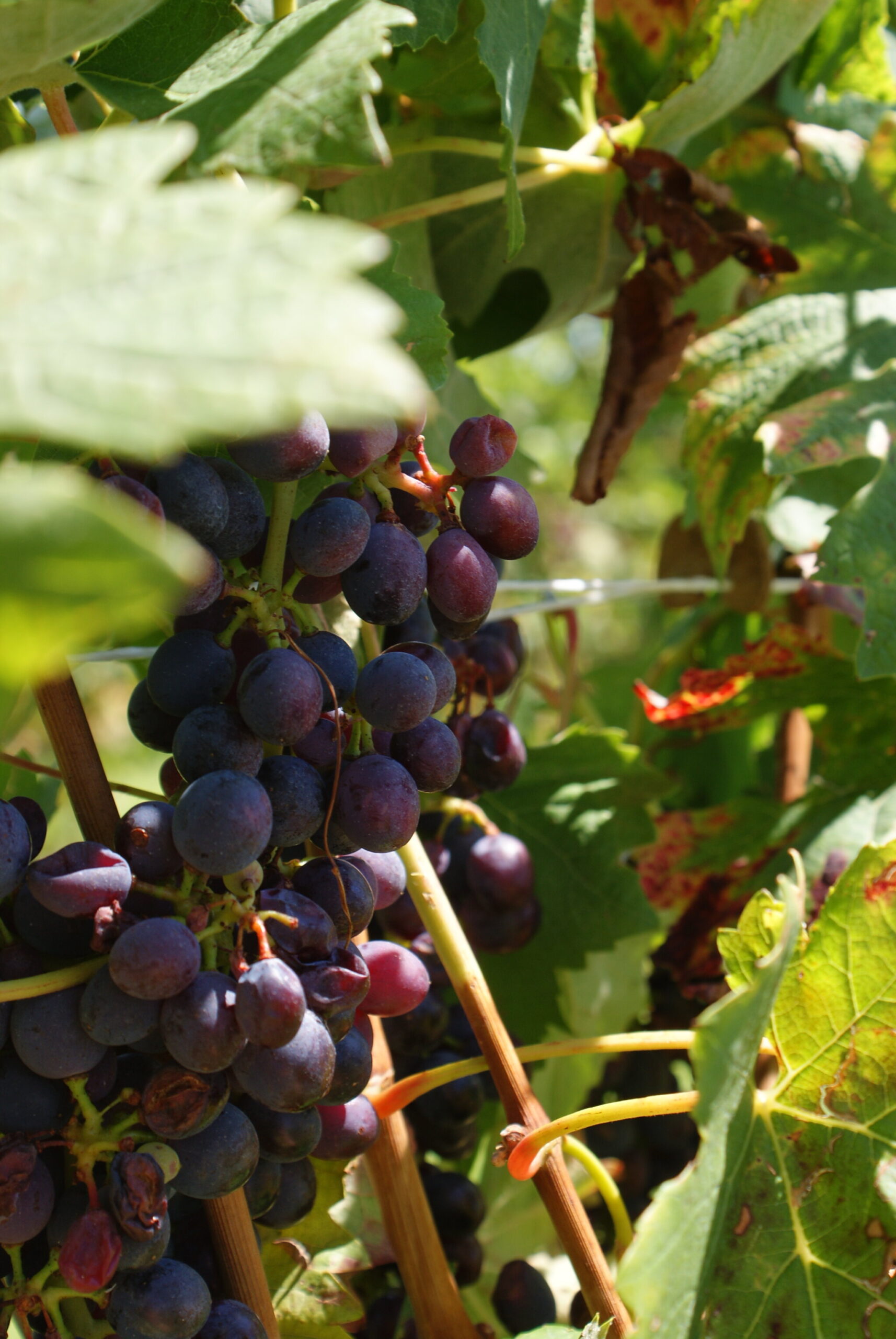 monferrato travel guide piemonte italy piedmont tips eat see do guida viaggio vedere mangiare fare turismo tourism trip francinesplaceblog vineyards